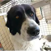 Foto dell\'animale cane - Matr. 2022/0007 - Microchip 380260044579206