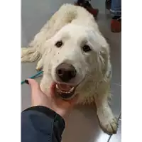 Foto dell\'animale cane - Matr. 2021/0562 - Microchip 380260044550937