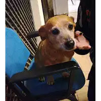 Foto dell\'animale cane - Matr. 2014/00913 - Microchip 380260040241119