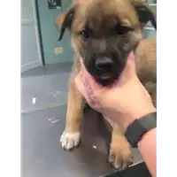 cane - Matr. 2017/0879 - Microchip 380260043259705