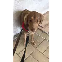 Foto dell\'animale cane - Matr. 2022/0012 - Microchip 380260044441431