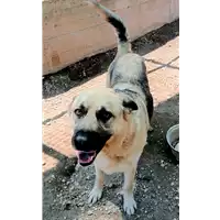 Foto dell\'animale cane - Matr. 2022/0014 - Microchip 380260044440472