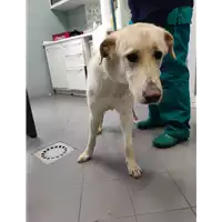 Foto dell\'animale cane - Matr. 2022/0017 - Microchip 380260101644864