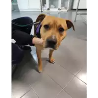 Foto dell\'animale cane - Matr. 2022/0018 - Microchip 380260044077787