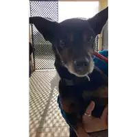 Foto dell\'animale cane - Matr. 2022/0021 - Microchip 380260040132795