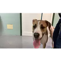 Foto dell\'animale cane - Matr. 2022/0020 - Microchip 380260044437657