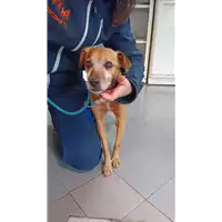 Foto dell\'animale cane - Matr. 2022/0024 - Microchip 380260044440790