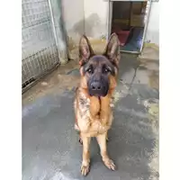 Foto dell\'animale cane - Matr. 2022/0019 - Microchip 380260042316935