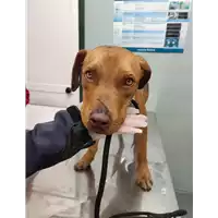 Foto dell\'animale cane - Matr. 2022/0025 - Microchip 380260044446669