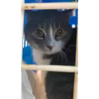 Foto dell\'animale gatto - Matr. 2022/0022 - Microchip 380260044437511