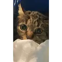 Foto dell\'animale gatto - Matr. 2022/0023 - Microchip 380260044437055