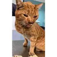 Foto dell\'animale gatto - Matr. 2022/0029 - Microchip 380260044437236