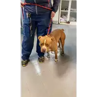 Foto dell\'animale cane - Matr. 2022/0026 - Microchip 380260043594350
