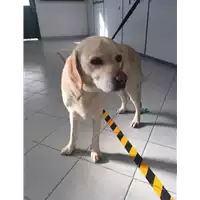 Foto dell\'animale cane - Matr. 2022/0032 - Microchip 380260002073203