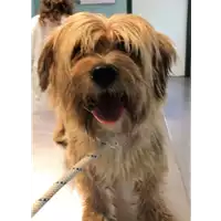 Foto dell\'animale cane - Matr. 2018/2389 - Microchip 380260043854110