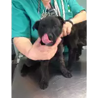 Foto dell\'animale cane - Matr. 2017/0881 - Microchip 380260043259954