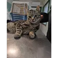 Foto dell\'animale gatto - Matr. 2022/0033 - Microchip 380260044440498