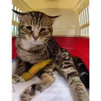 Foto dell\'animale gatto - Matr. 2022/0036 - Microchip 380260044579520