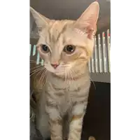 Foto dell\'animale gatto - Matr. 2022/0037 - Microchip 380260044440851