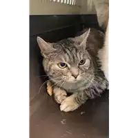 Foto dell\'animale gatto - Matr. 2022/0039 - Microchip 380260044437612