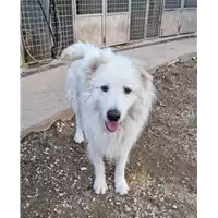 Foto dell\'animale cane - Matr. 2022/0043 - Microchip 380260044441324