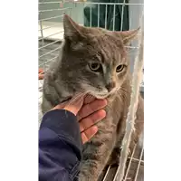 Foto dell\'animale gatto - Matr. 2022/0042 - Microchip 380260044441425