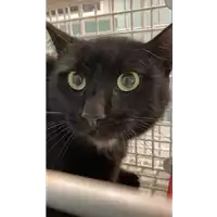 Foto dell\'animale gatto - Matr. 2022/0045 - Microchip 380260044437173