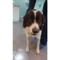 Foto dell\'animale cane - Matr. 2021/2263 - Microchip 380260044579674