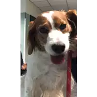 Foto dell\'animale cane - Matr. 2022/0047 - Microchip 380260002105748