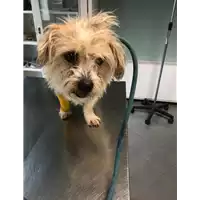 Foto dell\'animale cane - Matr. 2022/0049 - Microchip 380260044437197
