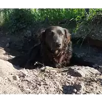 Foto dell\'animale cane - Matr. 2021/1446 - Microchip 380260044449010