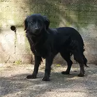 Foto dell\'animale cane - Matr. 2021/1441 - Microchip 380260044476289