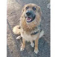 Foto dell\'animale cane - Matr. 2021/1853 - Microchip 380260044580101