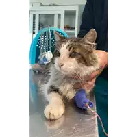 Foto dell\'animale gatto - Matr. 2022/0051 - Microchip 380260044437641