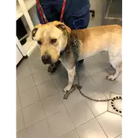Foto dell\'animale cane - Matr. 2022/0052 - Microchip 380260044446848