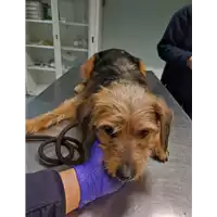 Foto dell\'animale cane - Matr. 2022/0054 - Microchip 380260044440558