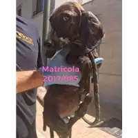 Foto dell\'animale cane - Matr. 2017/0885 - Microchip 380260043264650