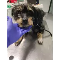 Foto dell\'animale cane - Matr. 2022/0055 - Microchip 380260044441597