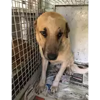 Foto dell\'animale cane - Matr. 2022/0057 - Microchip 380260044446527