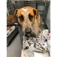 Foto dell\'animale cane - Matr. 2022/0058 - Microchip 380260044446316