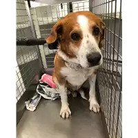 Foto dell\'animale cane - Matr. 2022/0059 - Microchip 380260044579976