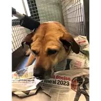 Foto dell\'animale cane - Matr. 2022/0060 - Microchip 380260044579525