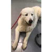 Foto dell\'animale cane - Matr. 2022/0061 - Microchip 380260044440870
