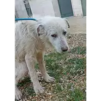Foto dell\'animale cane - Matr. 2022/0062 - Microchip 380260044441705