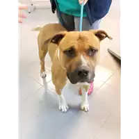 Foto dell\'animale cane - Matr. 2022/0064 - Microchip 380260160034196