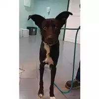 Foto dell\'animale cane - Matr. 2022/0065 - Microchip 380260044437027