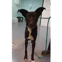 Foto dell\'animale cane - Matr. 2022/0065 - Microchip 380260044437027