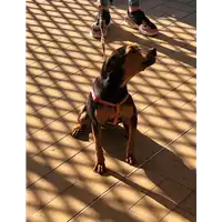 Foto dell\'animale cane - Matr. 2022/0068 - Microchip 380260044440253