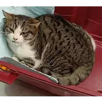 Foto dell\'animale gatto - Matr. 2022/0071 - Microchip 380260044580110