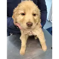 Foto dell\'animale cane - Matr. 2022/0074 - Microchip 380260044666499
